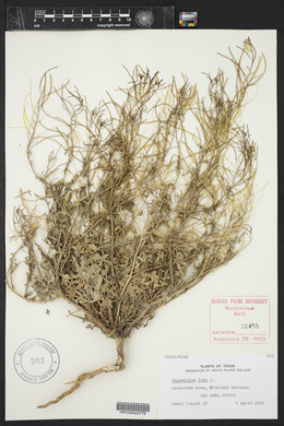 Sisymbrium irio image