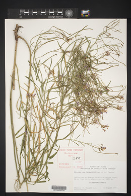 Schoenocrambe linearifolia image