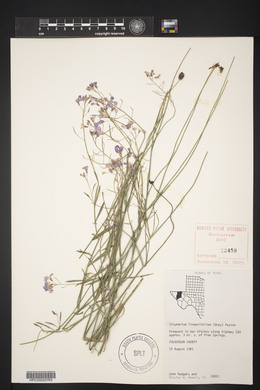 Schoenocrambe linearifolia image