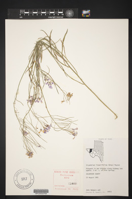 Schoenocrambe linearifolia image