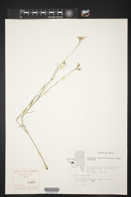 Schoenocrambe linearifolia image