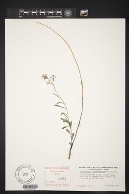 Schoenocrambe linearifolia image