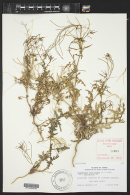 Sisymbrium officinale image