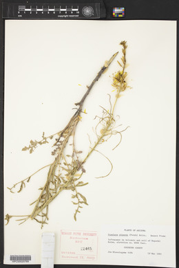 Stanleya pinnata image