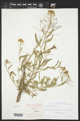 Thelypodium wrightii image