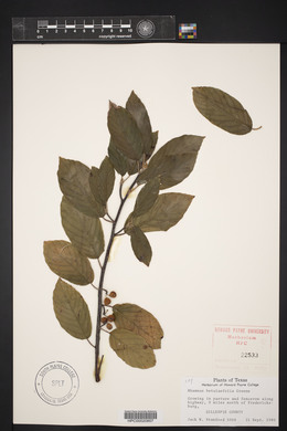 Rhamnus betulaefolia image