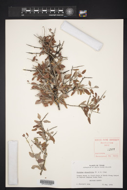 Sarcomphalus obtusifolius image