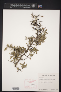 Sarcomphalus obtusifolius image