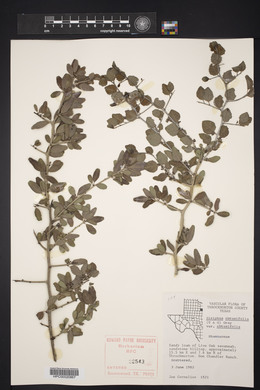 Sarcomphalus obtusifolius image