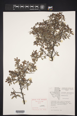 Sarcomphalus obtusifolius image