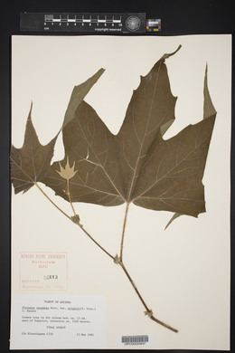 Platanus racemosa image