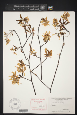 Amelanchier laevis image