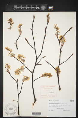 Amelanchier obovalis image