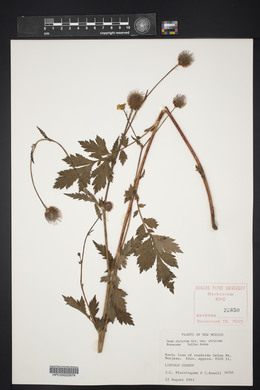 Geum aleppicum image