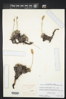 Petrophytum caespitosum image
