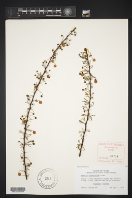 Acacia constricta image