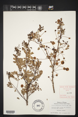 Acacia roemeriana image