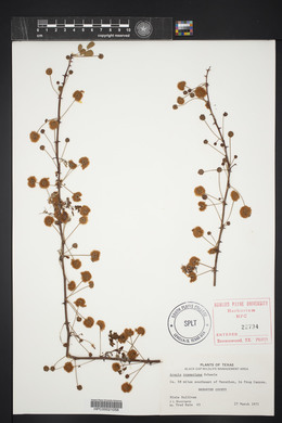 Acacia roemeriana image