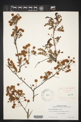 Acacia roemeriana image