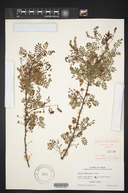 Acacia roemeriana image