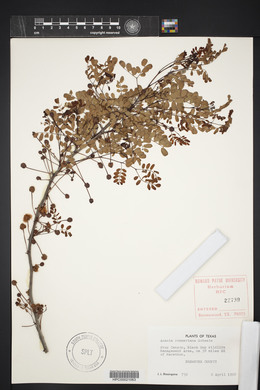 Acacia roemeriana image