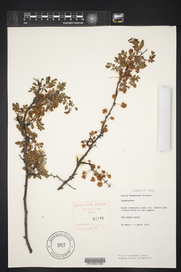 Acacia roemeriana image