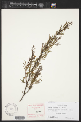 Acacia tortuosa image