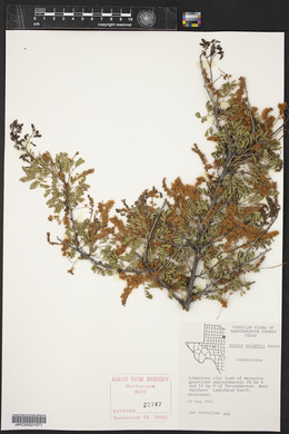 Acacia wrightii image