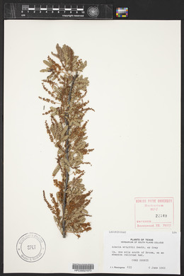 Acacia wrightii image