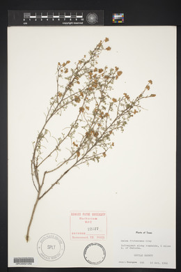 Dalea frutescens image