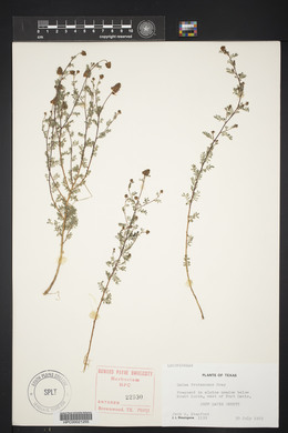 Dalea frutescens image