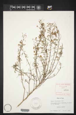 Dalea frutescens image