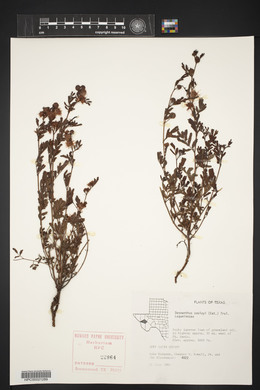 Desmanthus cooleyi image