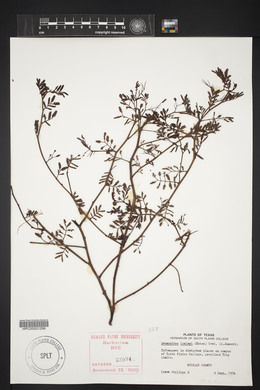 Desmanthus cooleyi image