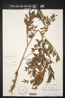 Glycyrrhiza lepidota image