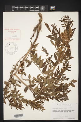 Glycyrrhiza lepidota image