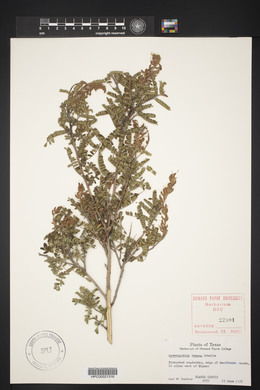 Eysenhardtia texana image