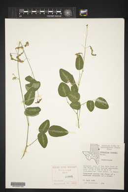 Desmodium tweedyi image