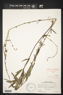 Desmodium sessilifolium image