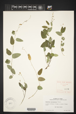 Desmodium psilophyllum image