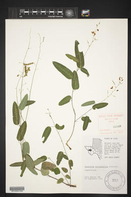 Desmodium psilophyllum image