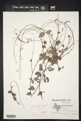 Desmodium grahamii image