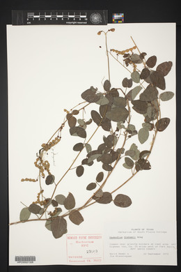 Desmodium grahamii image