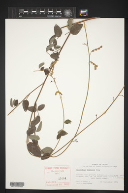 Desmodium grahamii image