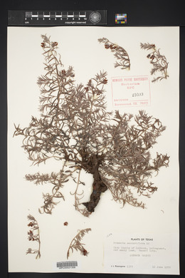 Krameria secundiflora image