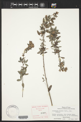 Lespedeza stuevei image