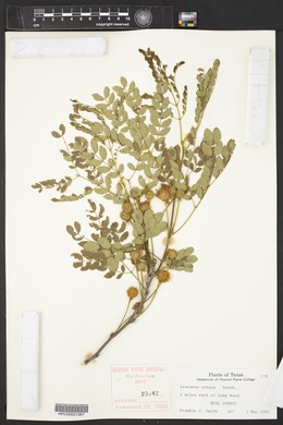 Leucaena retusa image