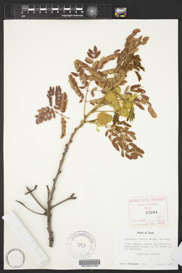 Leucaena retusa image