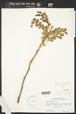 Leucaena retusa image