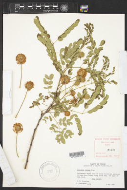 Leucaena retusa image